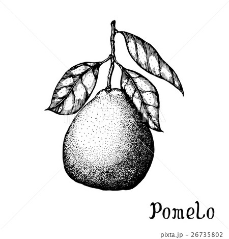 Hand drawn pomelo isolated on white background Hand drawn pomelo isolated on white background 26735802