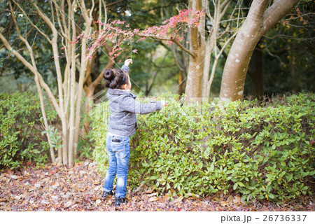もみじを取ろうとする女の子 26736337