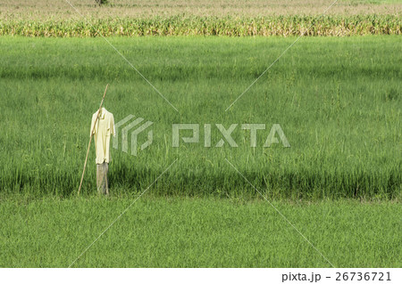 scarecrow on Rice fields in local thailand. 26736721