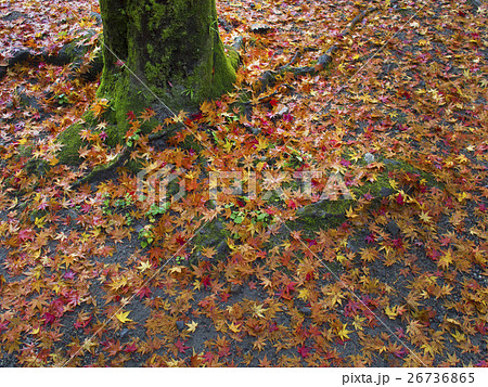 紅葉の絨毯 26736865