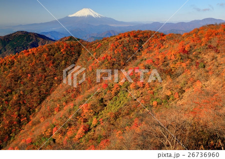 丹沢・紅葉の鍋割山と富士山 26736960