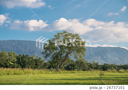 青空 青い空 ブルースカイ 26737101