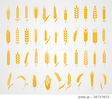 Ears of wheat bread symbols. Ears of wheat bread symbols. 26737653