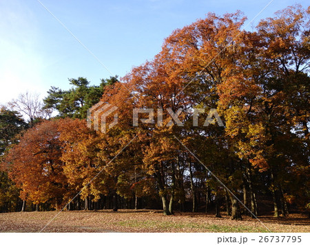 大室公園の紅葉 大室公園の紅葉 26737795