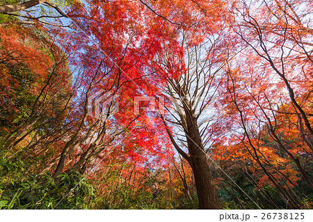 獅子舞の谷の紅葉 獅子舞の谷の紅葉 26738125