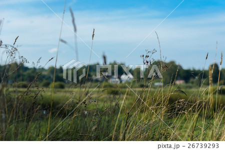 grass closeup against the sky and fields 26739293