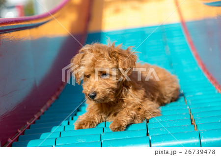 トイプードル 仔犬 26739478