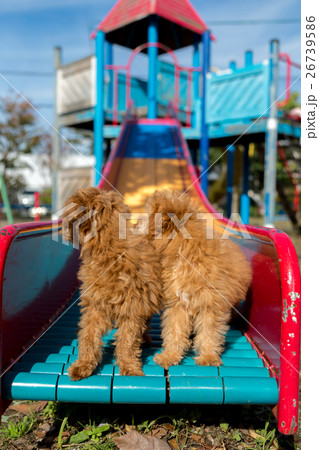 トイプードル 仔犬 26739586