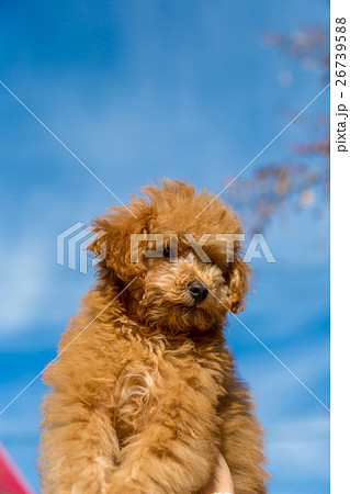 トイプードル 仔犬 26739588