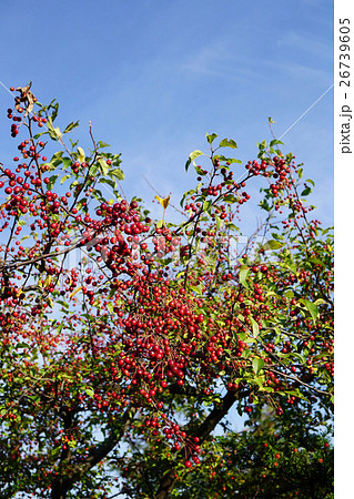 とても可愛いエゾノコリンゴ とても可愛いエゾノコリンゴ 26739605