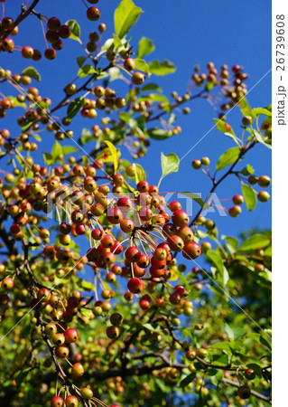 とても可愛いエゾノコリンゴ 26739608