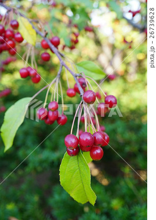 とても可愛いエゾノコリンゴ 26739628