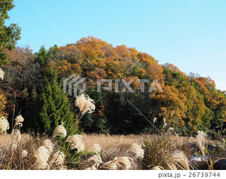里山の紅葉 里山の紅葉 26739744