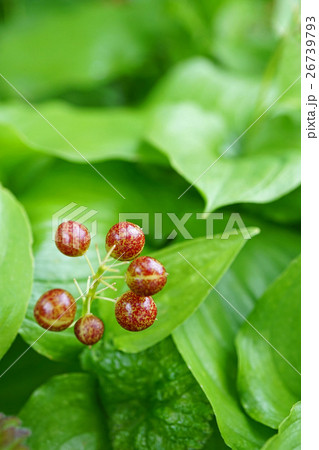 まだら模様が美しいマイヅルソウの実 26739793