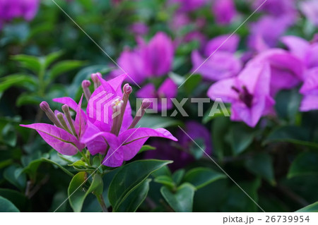 ブーゲンビリア、ブーゲンビレア(Bougainvillea, Bougain Villea) ブーゲンビリア、ブーゲンビレア(Bougainvillea, Bougain Villea) 26739954