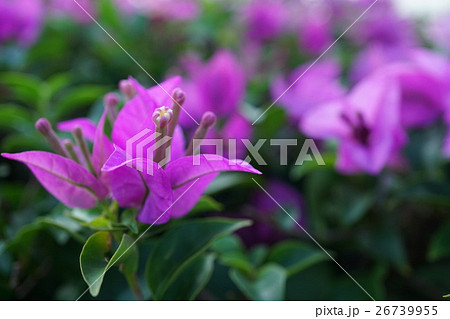 ブーゲンビリア、ブーゲンビレア(Bougainvillea, Bougain Villea) ブーゲンビリア、ブーゲンビレア(Bougainvillea, Bougain Villea) 26739955