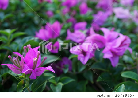 タイ国バンコクで咲くブーゲンビリア、ブーゲンビレア、ファンファ タイ国バンコクで咲くブーゲンビリア、ブーゲンビレア、ファンファ 26739957