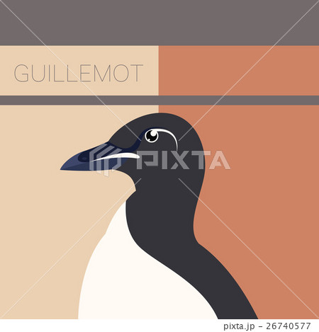 Guillemot  flat postcard 26740577