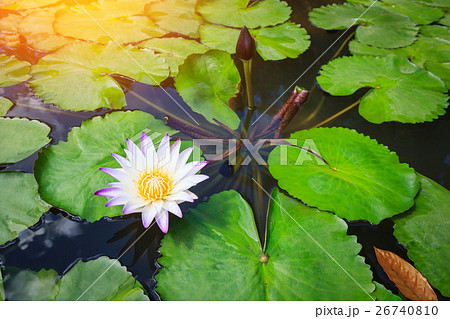 Beautiful lotus in the pond 26740810