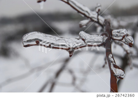 Branch of plant in the ice. Snowy winter landscape Branch of plant in the ice. Snowy winter landscape 26742360