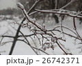 Branch of plant in the ice. Snowy winter landscape 26742371