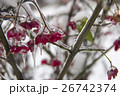 Plant in the ice. Frozen red flowers in winter 26742374
