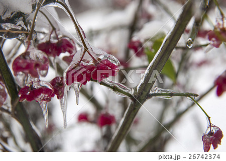 Plant in the ice. Frozen red flowers in winter Plant in the ice. Frozen red flowers in winter 26742374