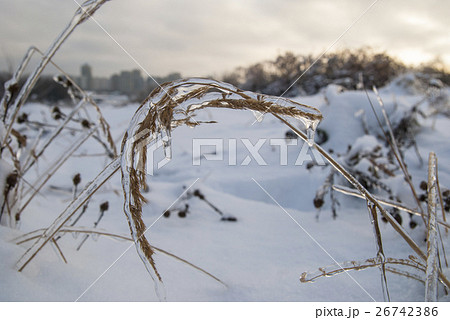 Branch of plant in the ice. Snowy winter landscape Branch of plant in the ice. Snowy winter landscape 26742386