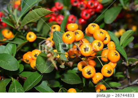 赤と黄色の実が同じ木についているピラカンサの写真素材