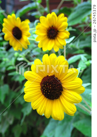 シロタエヒマワリの花 シロタエヒマワリの花 26745379