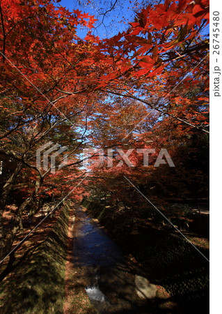 北野天満宮の紅葉 26745480