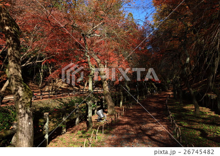 北野天満宮の紅葉 26745482