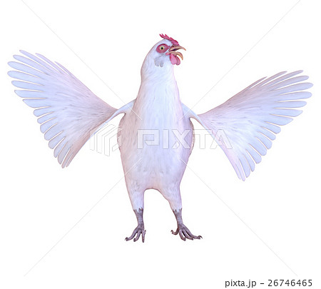 ニワトリ ニワトリ 26746465