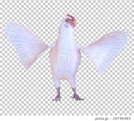 ニワトリ ニワトリ 26746465