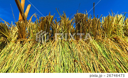 稲の収穫風景（稲田、稲木、稲干し） 26746473