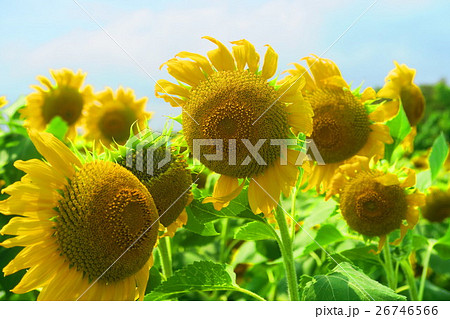 真夏のヒマワリの花 真夏のヒマワリの花 26746566