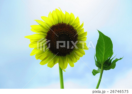 真夏のヒマワリの花 26746575