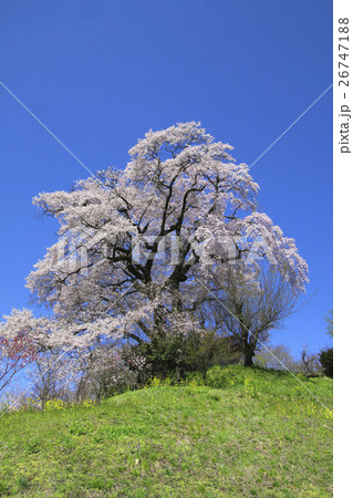 天神夫婦桜(郡山市) 天神夫婦桜(郡山市) 26747188