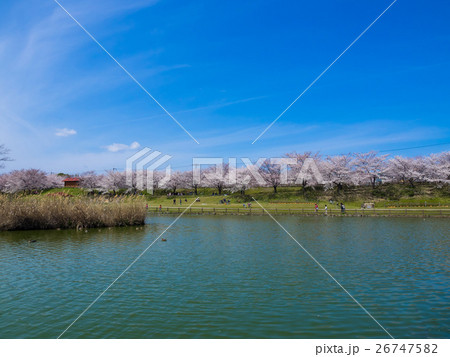 打上川治水緑地の桜並木 26747582