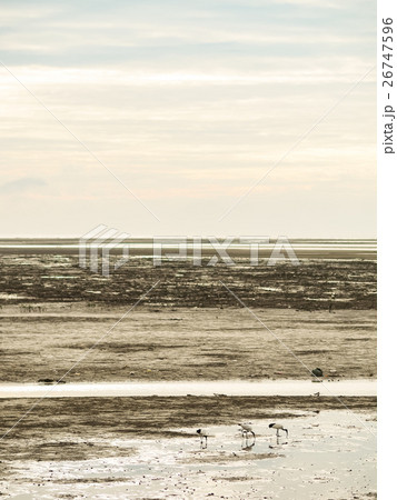 湿原 湿地 沼地 26747596