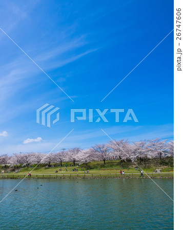 打上川治水緑地の桜並木 打上川治水緑地の桜並木 26747606