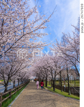 打上川治水緑地の桜並木 打上川治水緑地の桜並木 26747609