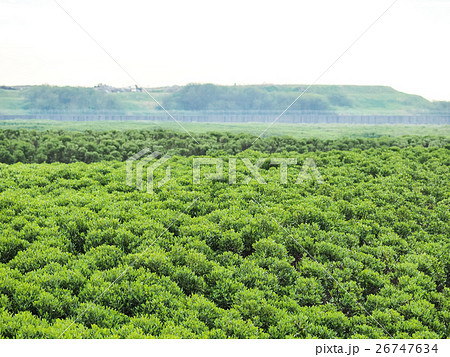 台湾 曇り空 曇空 26747634