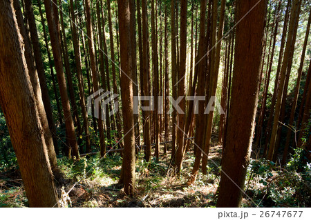 植樹林 植樹林 26747677
