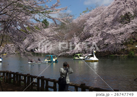 井の頭の春 井の頭の春 26747749