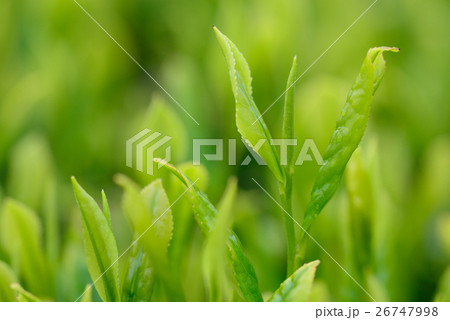 しっとりとした茶葉 26747998