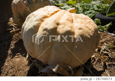 大きなカボチャ 大きなカボチャ 26748073