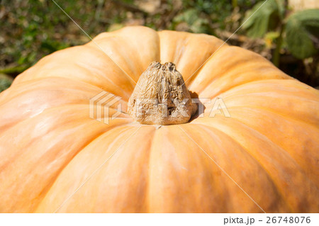 大きなカボチャ 26748076