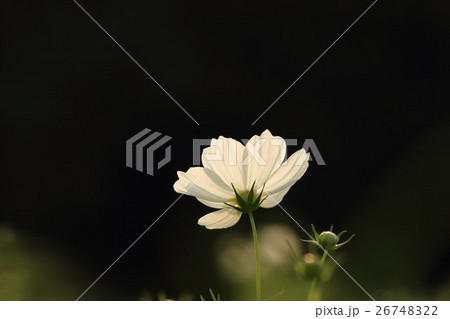 コスモス (センセーション) その14。 Cosmos flower コスモス (センセーション) その14。 Cosmos flower 26748322