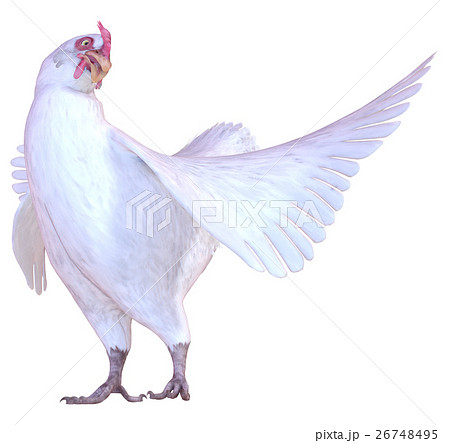ニワトリ 26748495